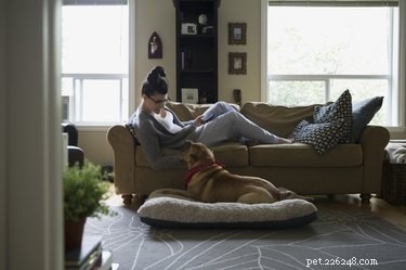 Train Your Dog to Sleep Quietly in Another Room: A Step-by-Step Guide