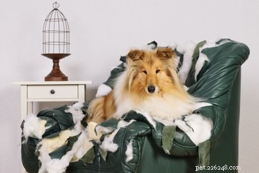 Why Crate Training Is Key to a Well‑Behaved Dog