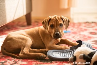 Why Crate Training Is Key to a Well‑Behaved Dog