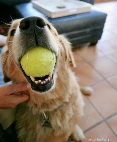 Why Crate Training Is Key to a Well‑Behaved Dog