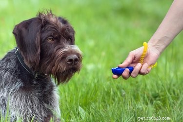 Master Clicker Training: A Complete Beginner’s Guide