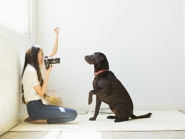 Master Clicker Training: A Complete Beginner’s Guide