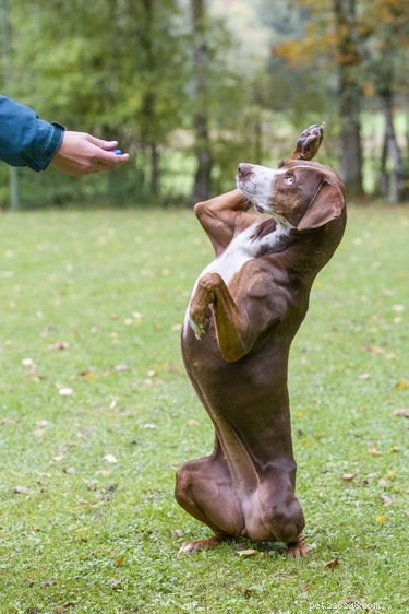 Master Clicker Training: A Complete Beginner’s Guide