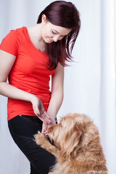 Master Clicker Training: A Complete Beginner’s Guide