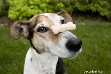 Teaching an Older Dog New Tricks: Proven Techniques That Work