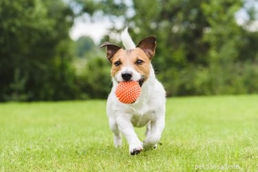 Teaching an Older Dog New Tricks: Proven Techniques That Work