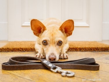 Proven Strategies to Train Leash-Responsive Dogs