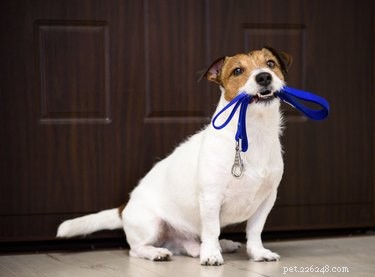 Proven Strategies to Train Leash-Responsive Dogs