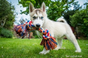 Training Your Dog to Share: Overcoming Toy Possessiveness