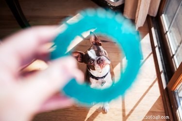 Training Your Dog to Share: Overcoming Toy Possessiveness