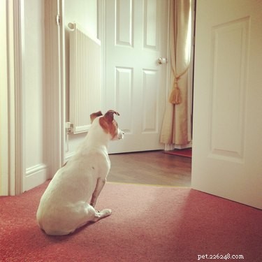 Teach Your Dog to Ring a Bell for Outdoor Excursions: A Step‑by‑Step Guide