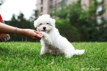 Avoid These 9 Common Dog Training Mistakes for Better Results