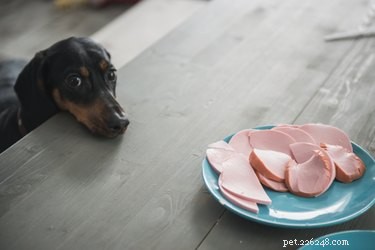 Avoid These 9 Common Dog Training Mistakes for Better Results