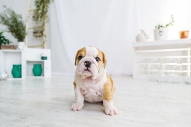 Avoid These 9 Common Dog Training Mistakes for Better Results
