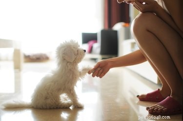 Avoid These 9 Common Dog Training Mistakes for Better Results