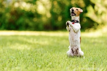 Avoid These 9 Common Dog Training Mistakes for Better Results