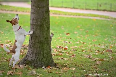Training a Dog That Isn t Motivated by Food: Effective Strategies and Alternatives