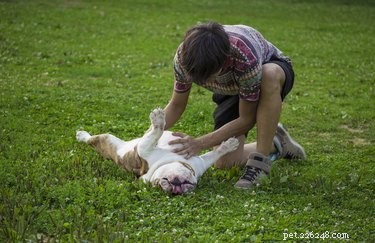 Training a Dog That Isn t Motivated by Food: Effective Strategies and Alternatives