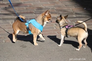 Effective Strategies to Socialize Your Adult Dog
