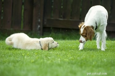 Effective Strategies to Socialize Your Adult Dog