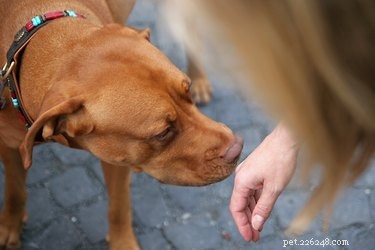 Effective Strategies to Socialize Your Adult Dog