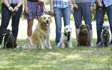 Effective Strategies to Socialize Your Adult Dog