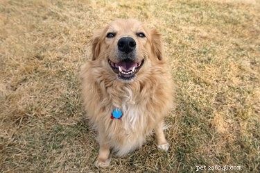 Effective Strategies to Socialize Your Adult Dog