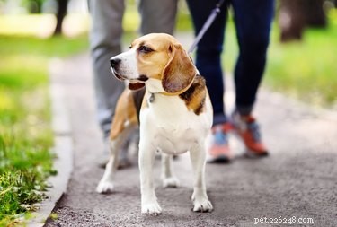 Are You Walking Your Dog Wrong? Discover Expert Tips for Healthier, Happier Walks