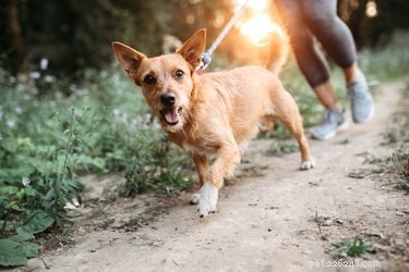 Are You Walking Your Dog Wrong? Discover Expert Tips for Healthier, Happier Walks