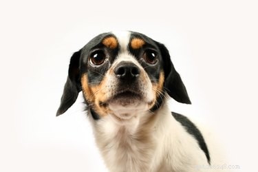 Do Dogs Realize When They ve Made a Mistake?