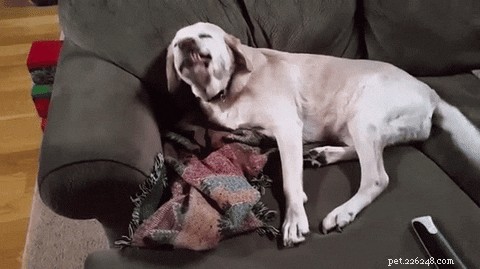Do Dogs Realize When They ve Made a Mistake?