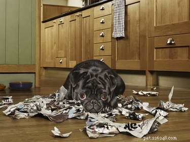 Do Dogs Realize When They ve Made a Mistake?