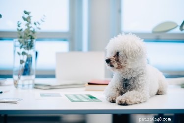 Best Practices for Bringing Your Dog to the Workplace