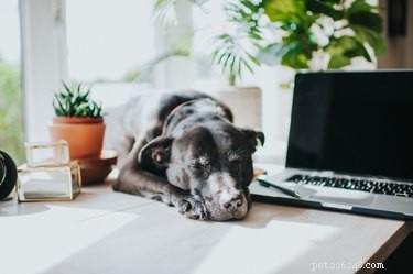 Best Practices for Bringing Your Dog to the Workplace