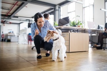 Best Practices for Bringing Your Dog to the Workplace