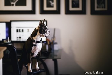 Best Practices for Bringing Your Dog to the Workplace