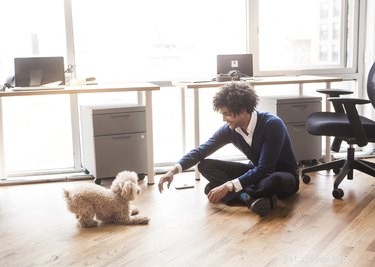 Best Practices for Bringing Your Dog to the Workplace