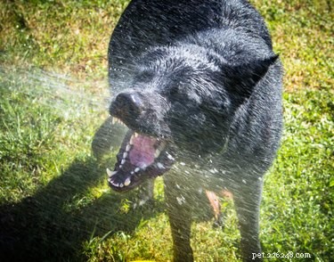 How Punishment Influences Your Dog s Behavior