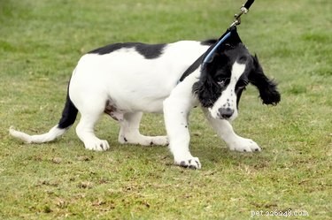 How Punishment Influences Your Dog s Behavior