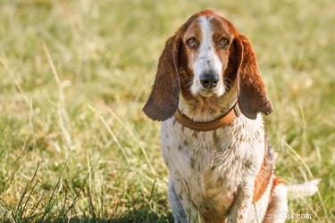 How Punishment Influences Your Dog s Behavior