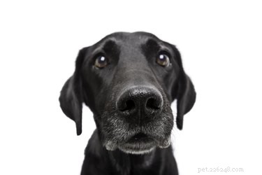 Do Dogs Recognize Your Name? Understanding Canine Identification