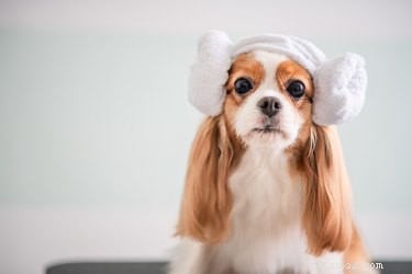 Do Dogs Recognize Your Name? Understanding Canine Identification