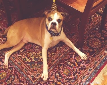 Do Dogs Recognize Your Name? Understanding Canine Identification