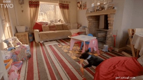How to Stop Your Dog From Chewing Everything: Proven Tips & Insights