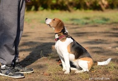 Mastering the  Sit  Command: A Comprehensive Guide for New Dog Owners