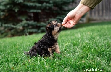 Mastering the  Sit  Command: A Comprehensive Guide for New Dog Owners