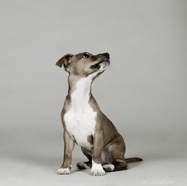 Mastering the  Sit  Command: A Comprehensive Guide for New Dog Owners