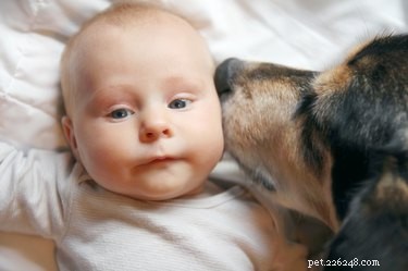 How to Safely Introduce Your Dog to a New Baby: Expert Training Tips