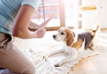 How to Safely Introduce Your Dog to a New Baby: Expert Training Tips
