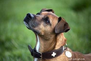 How to Safely Introduce Your Dog to a New Baby: Expert Training Tips